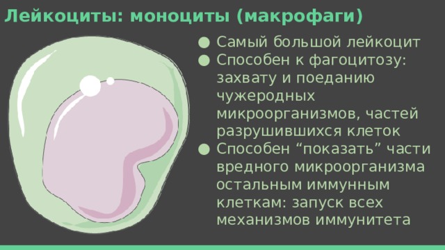 Лейкоциты: моноциты (макрофаги) Самый большой лейкоцит Способен к фагоцитозу: захвату и поеданию чужеродных микроорганизмов, частей разрушившихся клеток Способен “показать” части вредного микроорганизма остальным иммунным клеткам: запуск всех механизмов иммунитета 