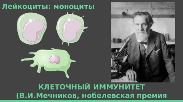 Лейкоциты: моноциты КЛЕТОЧНЫЙ ИММУНИТЕТ (В.И.Мечников, нобелевская премия 1908 года) 
