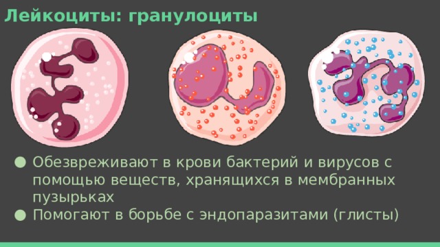 Лейкоциты: гранулоциты Обезвреживают в крови бактерий и вирусов с помощью веществ, хранящихся в мембранных пузырьках Помогают в борьбе с эндопаразитами (глисты) 