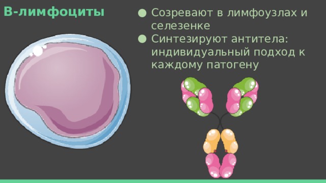 В-лимфоциты Созревают в лимфоузлах и селезенке Синтезируют антитела: индивидуальный подход к каждому патогену 