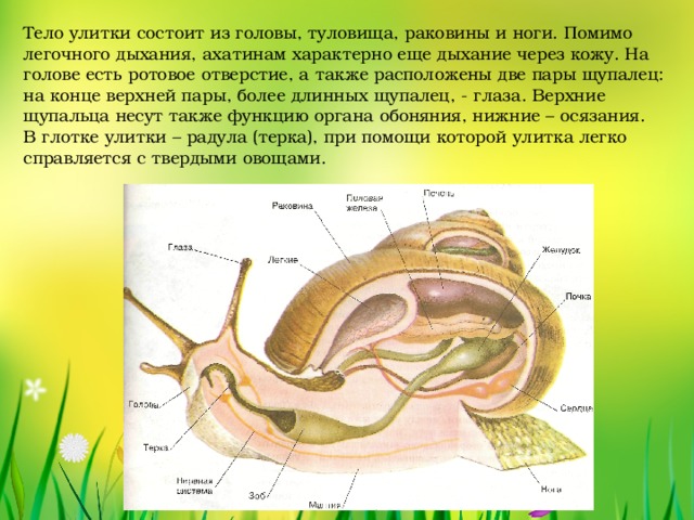 Какой тип развития характерен для виноградной улитки изображенной на рисунке 1