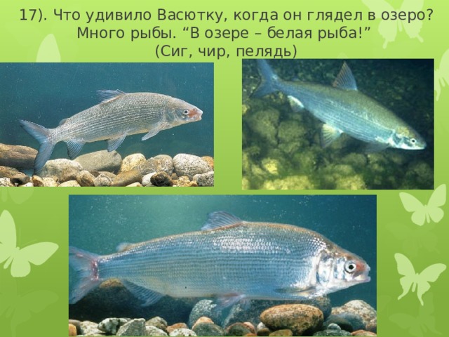 17). Что удивило Васютку, когда он глядел в озеро?  Много рыбы. “В озере – белая рыба!”  (Сиг, чир, пелядь) 