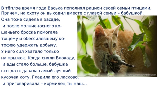 В тёплое время года Васька пополнял рацион своей семьи птицами. Причем, на охоту он выходил вместе с главой семьи – бабушкой. Она тоже сидела в засаде,  и после молниеносного ко- шачьего броска помогала тощему и обессилевшему ко- тофею удержать добычу. У него сил хватало только на прыжок. Когда сняли Блокаду,  и еды стало больше, бабушка всегда отдавала самый лучший кусочек коту. Гладила его ласково,  и приговаривала – кормилец ты наш… 