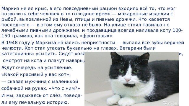 Маркиз не ел крыс, в его повседневный рацион входило всё то, что мог позволить себе человек в то голодное время — макаронные изделия с рыбой, выловленной из Невы, птицы и пивные дрожжи. Что касается последнего — в этом ему отказа не было. На улице стоял павильон с лечебными пивными дрожжами, и продавщица всегда наливала коту 100-150 граммов, как она говорила, «фронтовых». В 1948 году у Маркиза начались неприятности — выпали все зубы верхней челюсти. Кот стал угасать буквально на глазах. Ветврачи были категоричны: усыпить. Сидят хозяйка с дочкой на скамейке у ветклиники,  смотрят на кота и плачут навзрыд. Ждут очередь на усыпление. «Какой красивый у вас кот», — сказал мужчина с маленькой собачкой на руках. «Что с ним?» И мы, задыхаясь от слёз, поведа- ли ему печальную историю. 