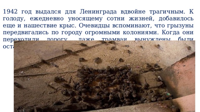 1942 год выдался для Ленинграда вдвойне трагичным. К голоду, ежедневно уносящему сотни жизней, добавилось еще и нашествие крыс. Очевидцы вспоминают, что грызуны передвигались по городу огромными колониями. Когда они переходили дорогу,  даже трамваи вынуждены были останавливаться. 