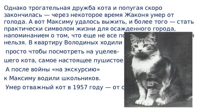 Однако трогательная дружба кота и попугая скоро закончилась — через некоторое время Жаконя умер от голода. А вот Максиму удалось выжить, и более того — стать практически символом жизни для осажденного города, напоминанием о том, что еще не все потеряно, что сдаваться нельзя. В квартиру Володиных ходили люди —  просто чтобы посмотреть на уцелев- шего кота, самое настоящее пушистое чудо.  А после войны «на экскурсию» к Максиму водили школьников.  Умер отважный кот в 1957 году — от старости.   