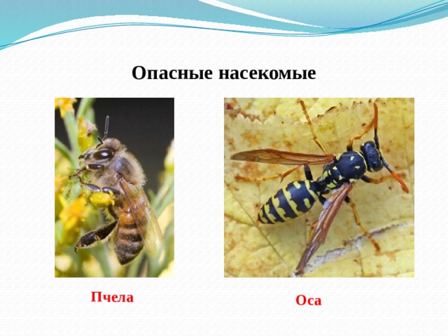 Опасные насекомые Пчела Оса 