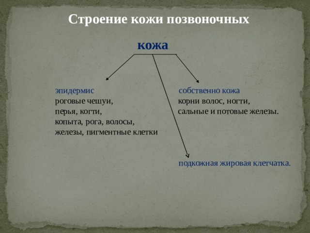 Строение кожи позвоночных кожа  эпидермис собственно кожа  роговые чешуи, корни волос, ногти,  перья, когти, сальные и потовые железы.  копыта, рога, волосы,  железы, пигментные клетки  подкожная жировая клетчатка. 