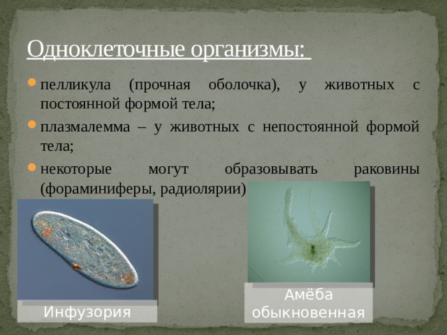 Одноклеточные организмы:   пелликула (прочная оболочка), у животных с постоянной формой тела; плазмалемма – у животных с непостоянной формой тела; некоторые могут образовывать раковины (фораминиферы, радиолярии). Амёба обыкновенная Инфузория 