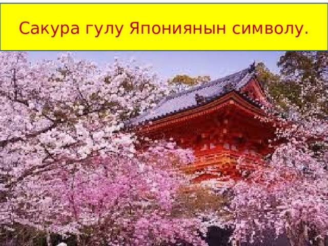 Сакура гулу Япониянын символу. 