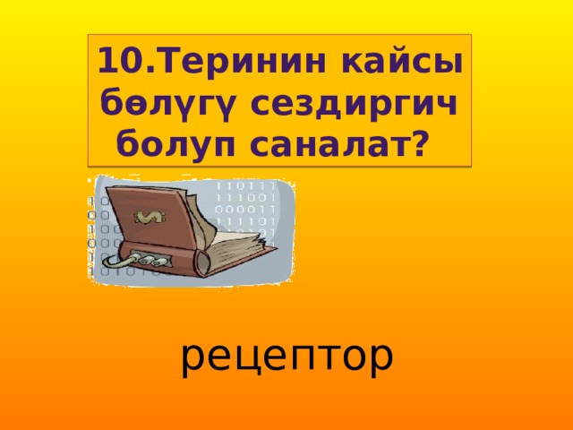 10.Теринин кайсы бөлүгү сездиргич болуп саналат? рецептор 