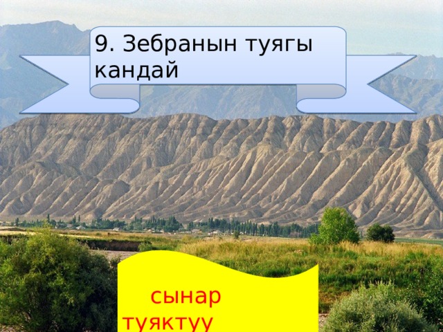 9. Зебранын туягы кандай  сынар туяктуу 