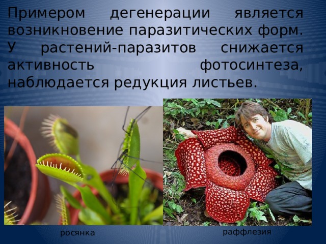 Примером дегенерации является возникновение паразитических форм. У растений-паразитов снижается активность фотосинтеза, наблюдается редукция листьев. раффлезия росянка 