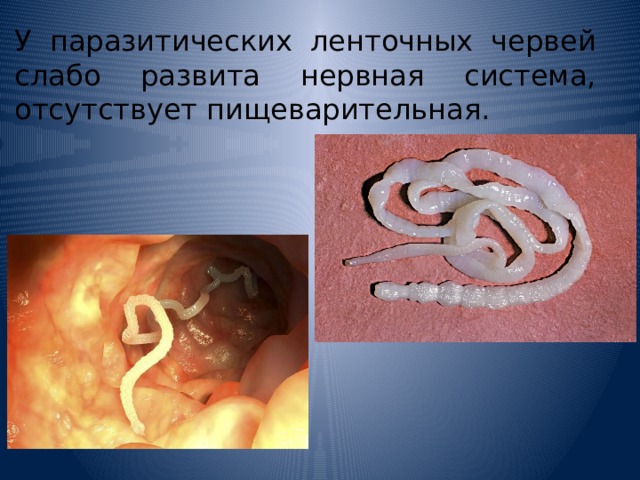 У паразитических ленточных червей слабо развита нервная система, отсутствует пищеварительная. 