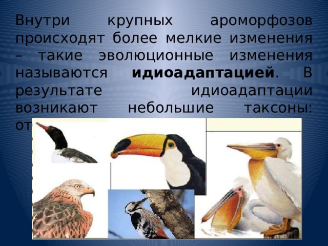 Идиоадаптация птиц. Идиоадаптации водоплавающих птиц. Ароморфозы и идиоадаптации птиц. Таксоны идиоадаптации.