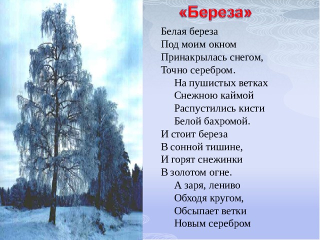 Белая береза  Под моим окном  Принакрылась снегом,  Точно серебром.  На пушистых ветках  Снежною каймой  Распустились кисти  Белой бахромой.  И стоит береза  В сонной тишине,  И горят снежинки  В золотом огне.  А заря, лениво  Обходя кругом,  Обсыпает ветки  Новым серебром 