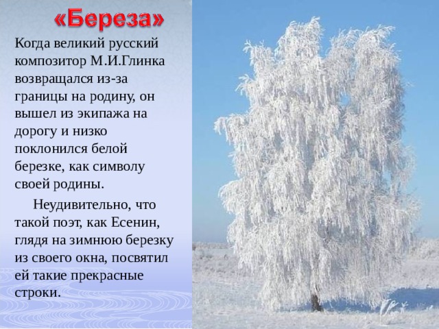 Когда великий русский композитор М.И.Глинка возвращался из-за границы на родину, он вышел из экипажа на дорогу и низко поклонился белой березке, как символу своей родины.  Неудивительно, что такой поэт, как Есенин, глядя на зимнюю березку из своего окна, посвятил ей такие прекрасные строки. 