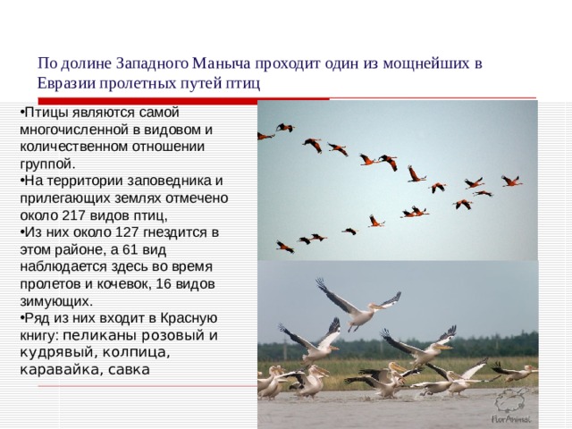 По долине Западного Маныча проходит один из мощнейших в Евразии пролетных путей птиц Птицы являются самой многочисленной в видовом и количественном отношении группой. На территории заповедника и прилегающих землях отмечено около 217 видов птиц, Из них около 127 гнездится в этом районе, а 61 вид наблюдается здесь во время пролетов и кочевок, 16 видов зимующих. Ряд из них входит в Красную книгу: пеликаны розовый и кудрявый, колпица, каравайка, савка  