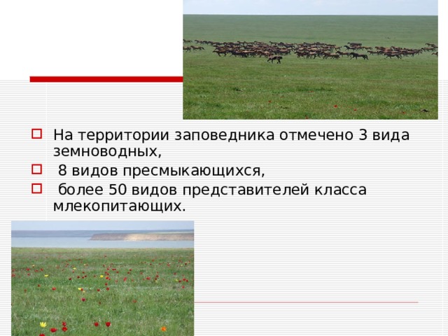 На территории заповедника отмечено 3 вида земноводных,  8 видов пресмыкающихся,  более 50 видов представителей класса млекопитающих. 