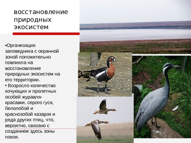 восстановление природных экосистем Организация заповедника с охранной зоной положительно повлияла на восстановление природных экосистем на его территории.  Возросло количество кочующих и пролетных особей журавля-красавки, серого гуся, белолобой и краснозобой казарок и ряда других птиц, что, вероятно, связано с созданием здесь зоны покоя. 