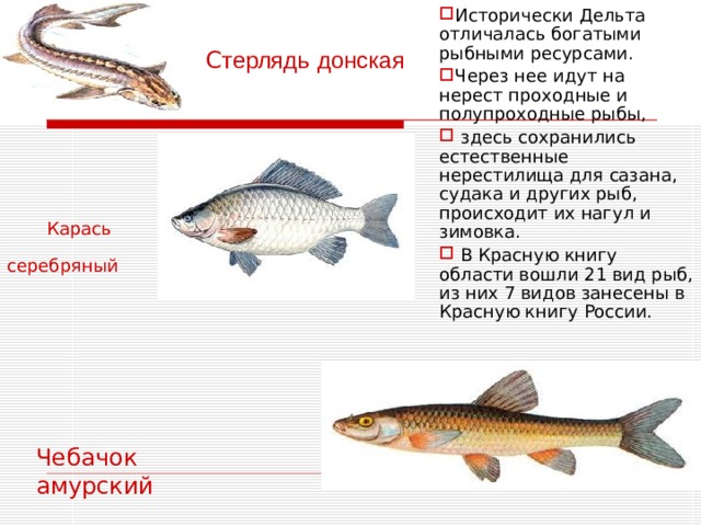 Донская рыба фото с названиями вся