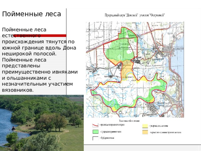 Пойменные леса Пойменные леса естественного происхождения тянутся по южной границе вдоль Дона неширокой полосой. Пойменные леса представлены преимущественно ивняками и ольшанниками с незначительным участием вязовников. 