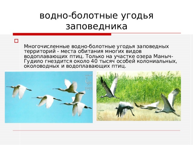 водно-болотные угодья заповедника  Многочисленные водно-болотные угодья заповедных территорий - места обитания многих видов водоплавающих птиц. Только на участке озера Маныч-Гудило гнездится около 40 тысяч особей колониальных, околоводных и водоплавающих птиц. 
