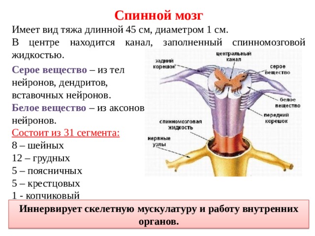 Спинной мозг Имеет вид тяжа длинной 45 см, диаметром 1 см. В центре находится канал, заполненный спинномозговой жидкостью. Серое вещество – из тел нейронов, дендритов, вставочных нейронов. Белое вещество – из аксонов нейронов. Состоит из 31 сегмента: 8 – шейных 12 – грудных 5 – поясничных 5 – крестцовых 1 - копчиковый Иннервирует скелетную мускулатуру и работу внутренних органов. 