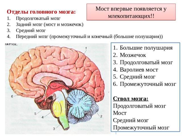 Мост впервые появляется у млекопитающих!! Отделы головного мозга: Продолговатый мозг Задний мозг (мост и мозжечок) Средний мозг Передний мозг (промежуточный и конечный (большие полушария)) Большие полушария Мозжечок Продолговатый мозг Варолиев мост Средний мозг Промежуточный мозг Ствол мозга: Продолговатый мозг Мост Средний мозг Промежуточный мозг 