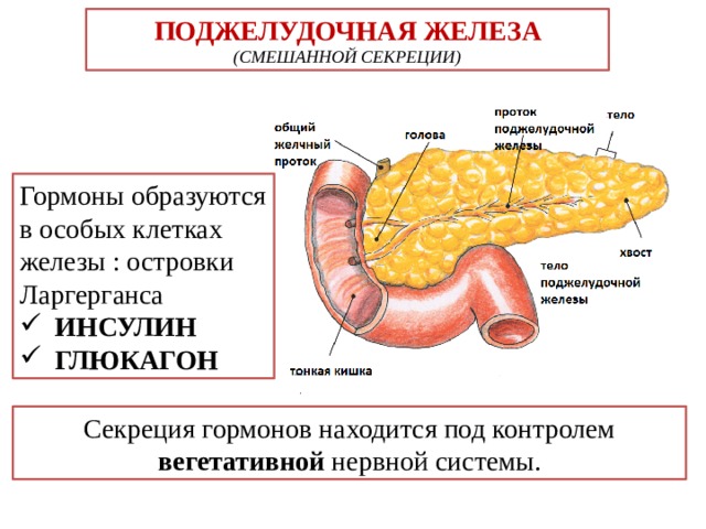 Панкреатический сок печени. Поджелудочная железа железа смешанной секреции. Функции железы внутренней секреции поджелудочная железа. Поджелудочная железа внутренней секреции гормоны. Функция внутренней секреции поджелудочной железы.