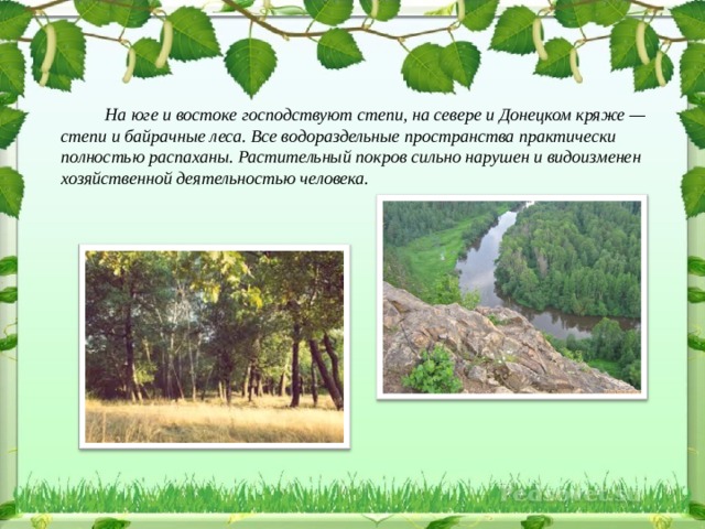 какие деревья растут в донецкой области. Смотреть фото какие деревья растут в донецкой области. Смотреть картинку какие деревья растут в донецкой области. Картинка про какие деревья растут в донецкой области. Фото какие деревья растут в донецкой области