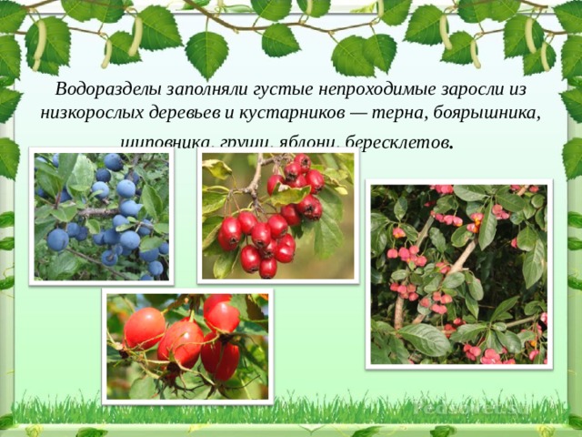какие деревья растут в донецкой области. Смотреть фото какие деревья растут в донецкой области. Смотреть картинку какие деревья растут в донецкой области. Картинка про какие деревья растут в донецкой области. Фото какие деревья растут в донецкой области