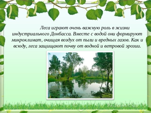 какие деревья растут в донецкой области. Смотреть фото какие деревья растут в донецкой области. Смотреть картинку какие деревья растут в донецкой области. Картинка про какие деревья растут в донецкой области. Фото какие деревья растут в донецкой области