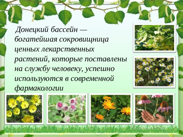  Донецкий бассейн — богатейшая сокровищница ценных лекарственных растений, которые поставлены на службу человеку, успешно используются в современной фармакологии  
