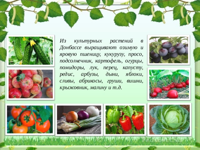 какие деревья растут в донецкой области. Смотреть фото какие деревья растут в донецкой области. Смотреть картинку какие деревья растут в донецкой области. Картинка про какие деревья растут в донецкой области. Фото какие деревья растут в донецкой области