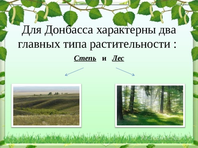 какие деревья растут в донецкой области. Смотреть фото какие деревья растут в донецкой области. Смотреть картинку какие деревья растут в донецкой области. Картинка про какие деревья растут в донецкой области. Фото какие деревья растут в донецкой области