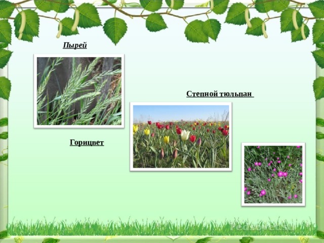  Пырей  Степной тюльпан  Горицвет  
