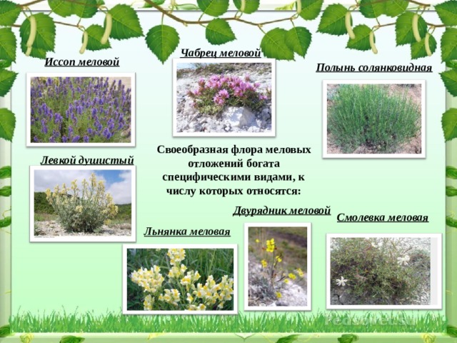 какие деревья растут в донецкой области. Смотреть фото какие деревья растут в донецкой области. Смотреть картинку какие деревья растут в донецкой области. Картинка про какие деревья растут в донецкой области. Фото какие деревья растут в донецкой области