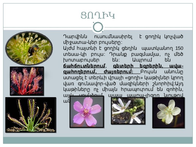 ՑՈՂԻԿ Դարվինն ուսումնասիրել է ցողիկ կոչված միջատա-կեր բույսերը : Այժմ հայտնի է ցողիկ ցեղին պատկանող 150 տեսա-կի բույս : Դրանք բազմամյա, ոչ մեծ խոտաբույսեր են : Ապրում են ճահճուտներում , գետերի եզրերին, ավա-զահողերում, ժայռերում :  Բույսն անունը ստացել է տերևի վրայի «ցողի» կաթիլներ կրող վառ գունավոր-ված մազիկների շնորհիվ : Այդ կաթիները ոչ միայն հրապուրում են զոհին, այլև սոսնձում, ապա պարա-լիզող նյութով անշարժացնում  դրան :   