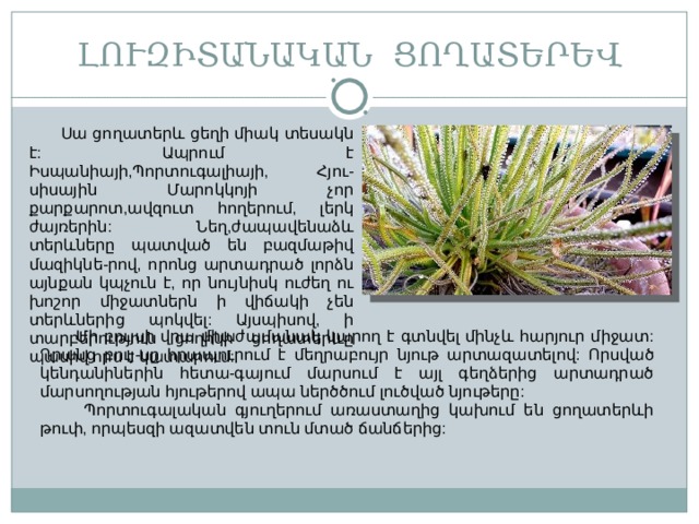 ԼՈՒԶԻՏԱՆԱԿԱՆ ՑՈՂԱՏԵՐԵՎ  Սա ցողատերև  ցեղի միակ տեսակն է : Ապրում է Իսպանիայի,Պորտուգալիայի, Հյու - սիսային Մարոկկոյի չոր քարքարոտ,ավզուտ հողերում, լերկ ժայռերին : Նեղ,ժապավենաձև տերևները պատված են բազմաթիվ մազիկնե-րով, որոնց արտադրած լորձն այնքան կպչուն է, որ նույնիսկ ուժեղ ու խոշոր միջատներն ի վիճակի չեն տերևներից պոկվել : Այսպիսով,  ի տարբերություն ցողիկի ցողատերևը պասիվ որս է կատարում :  Մի բույսի վրա միաժամանակ կարող է գտնվել մինչև հարյուր միջատ : Դրանց բույ-սը հրապուրում է մեղրաբույր նյութ արտազատելով : Որսված կենդանիներին հետա-գայում մարսում է այլ գեղձերից արտադրած մարսողության հյութերով ապա ներծծում լուծված նյութերը :  Պորտուգալական գյուղերում առաստաղից կախում են ցողատերևի թուփ, որպեսզի ազատվեն տուն մտած ճանճերից : 