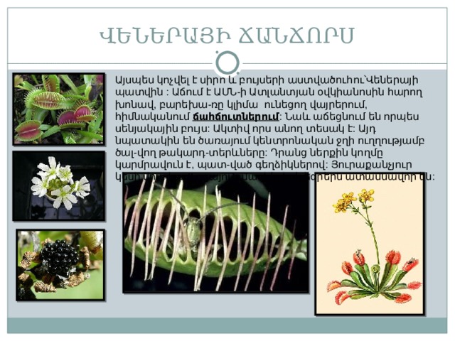 ՎԵՆԵՐԱՅԻ ՃԱՆՃՈՐՍ Այսպես կոչվել է սիրո և բույսերի աստվածուհու՝Վեներայի պատվին : Աճում է ԱՄՆ-ի Ատլանտյան օվկիանոսին հարող խոնավ, բարեխա-ռը կլիմա ունեցող վայրերում, հիմնականում ճահճուտներում : Նաև աճեցնում են որպես սենյակային բույս : Ակտիվ որս անող տեսակ է : Այդ նպատակին են ծառայում կենտրոնական ջղի ուղղությամբ ծալ-վող թակարդ-տերևները : Դրանց ներքին կողմը կարմրավուն է, պատ-ված գեղձիկներով : Յուրաքանչյուր կեսի վրա կա 3 զգայուն մազիկ , իսկ եզրերն ատամնավոր են : 