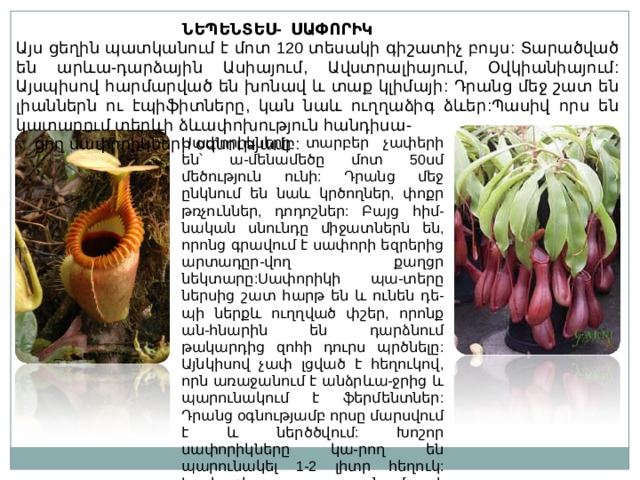  ՆԵՊԵՆՏԵՍ- ՍԱՓՈՐԻԿ Այս ցեղին պատկանում է մոտ 120 տեսակի գիշատիչ բույս : Տարածված են արևա-դարձային Ասիայում , Ավստրալիայում, Օվկիանիայում : Այսպիսով հարմարված են խոնավ և տաք կլիմայի : Դրանց մեջ շատ են լիաններն ու էպիֆիտները, կան նաև ուղղաձիգ ձևեր : Պասիվ որս են կատարում տերևի ձևափոխություն հանդիսա -    ցող սափորիկների օգնությամբ : Սափորիկները տարբեր չափերի են՝ ա-մենամեծը մոտ 50սմ մեծություն ունի : Դրանց մեջ ընկնում են նաև կրծողներ, փոքր թռչուններ , դոդոշներ : Բայց հիմ-նական սնունդը  միջատներն են, որոնց գրավում է սափորի եզրերից արտադըր-վող քաղցր նեկտարը : Սափորիկի պա-տերը ներսից շատ հարթ են և ունեն դե-պի ներքև ուղղված փշեր, որոնք ան-հնարին են դարձնում թակարդից զոհի դուրս պրծնելը : Այնկիսով չափ լցված է հեղուկով, որն առաջանում է անձրևա-ջրից և պարունակում է ֆերմենտներ : Դրանց օգնությամբ որսը մարսվում է և ներծծվում : Խոշոր սափորիկները կա-րող են պարունակել 1-2 լիտր հեղուկ : Կափարիչը պաշտպանում է ավելորդ անձրևաջրերից : 