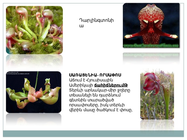 Դարլինգտոնիա ՍԱՌԱՑԵՆԻԱ- ՈՐՍԱՓՈՍ Աճում է Հյուսիսային Ամերիկայի ճահիճներումԹ Տերևի արնակար-միր ջղերը տեսանելի են դարձնում գետնին տարածված որսափոսերը, իսկ տերևի վերին մասը ծածկում է փոսը, 