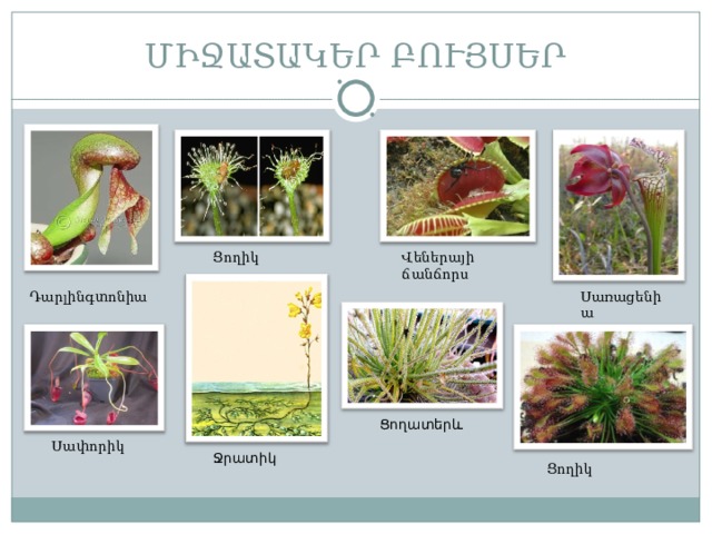 ՄԻՋԱՏԱԿԵՐ ԲՈՒՅՍԵՐ Վեներայի ճանճորս Ցողիկ Սառացենիա Դարլինգտոնիա Ցողատերև Սափորիկ Ջրատիկ Ցողիկ 