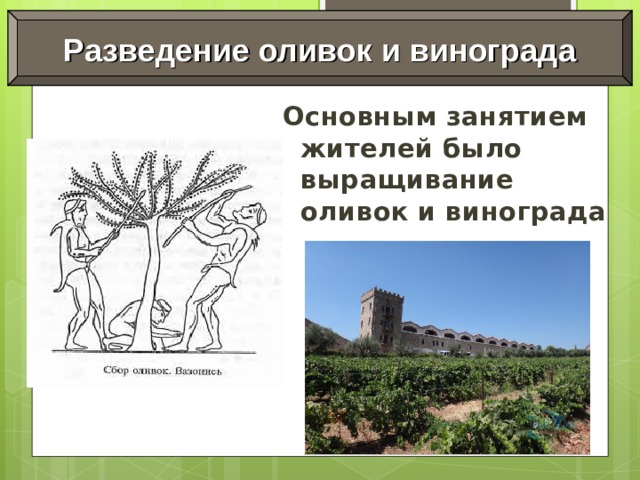 Разведение оливок и винограда Основным занятием жителей было выращивание оливок и винограда 