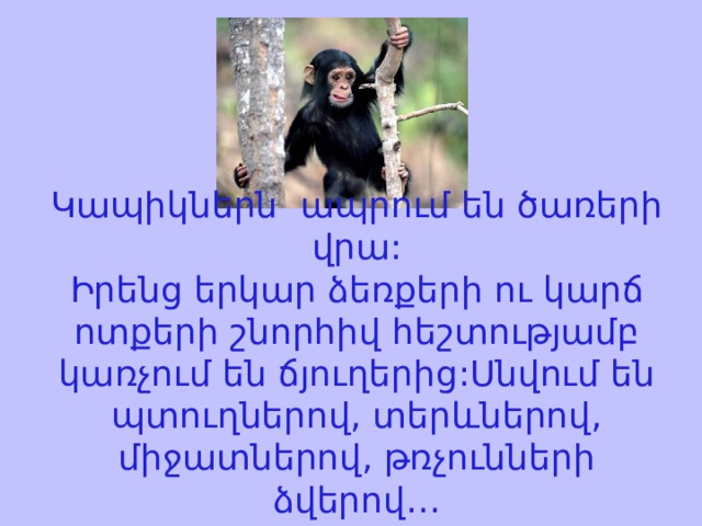 Կապիկներն ապրում են ծառերի վրա:  Իրենց երկար ձեռքերի ու կարճ ոտքերի շնորհիվ հեշտությամբ կառչում են ճյուղերից:Սնվում են պտուղներով, տերևներով, միջատներով, թռչունների ձվերով… 