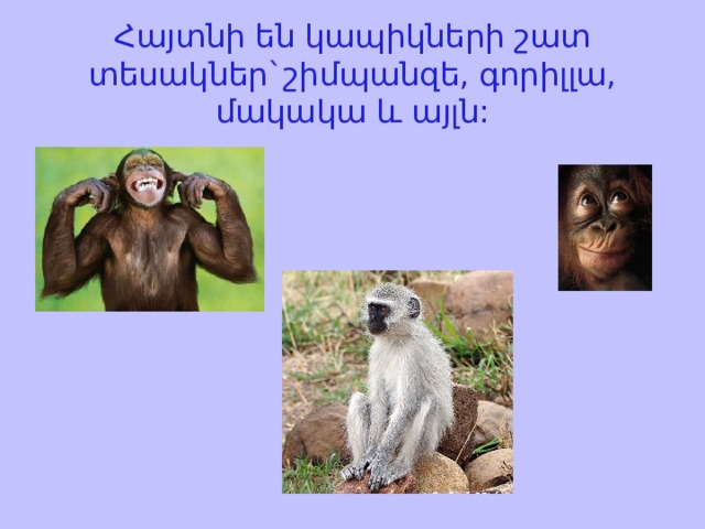 Հայտնի են կապիկների շատ տեսակներ`շիմպանզե, գորիլլա, մակակա և այլն: 