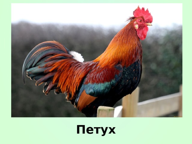 Петух 