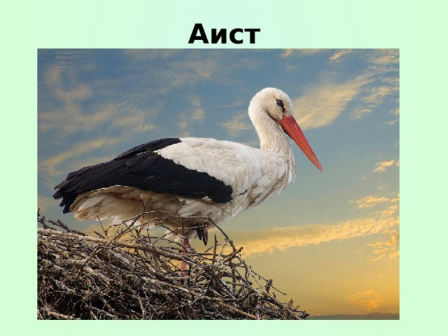 Аист 