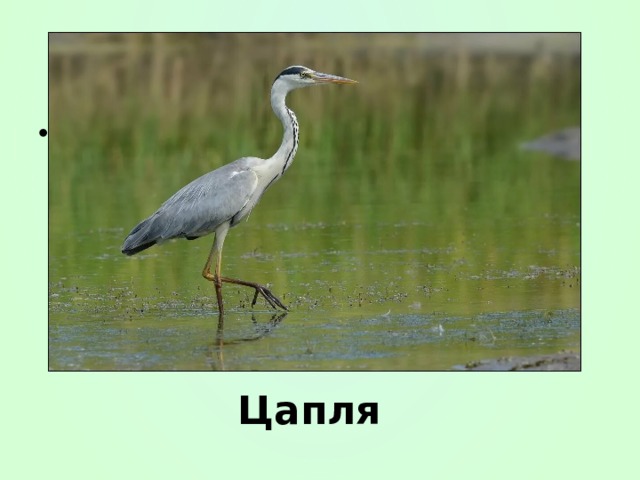 азбука с цаплей. буква ц рисунок. длинноногая цапля. ц цапля. звук ц пропись для дошкольников.